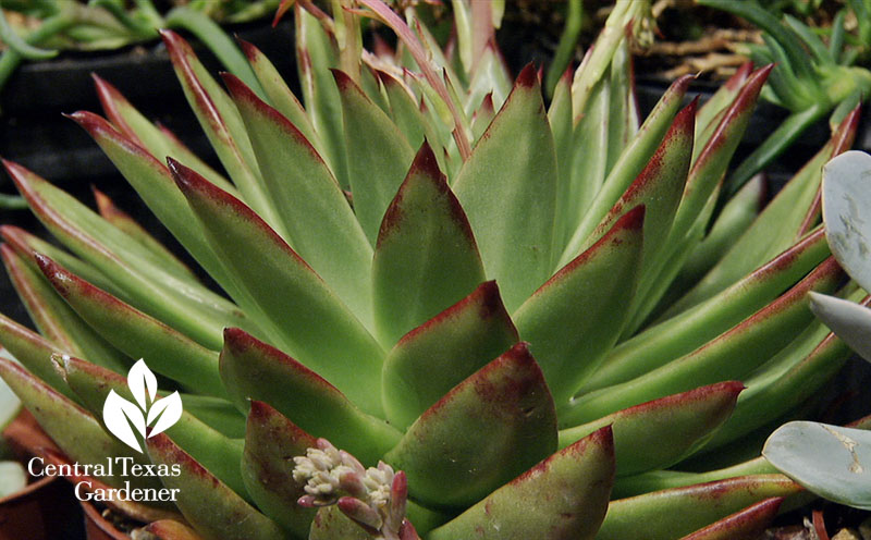 echeveria agavoides Central Texas Gardener