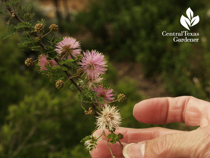 native tree fragrant mimosa central texas gardener