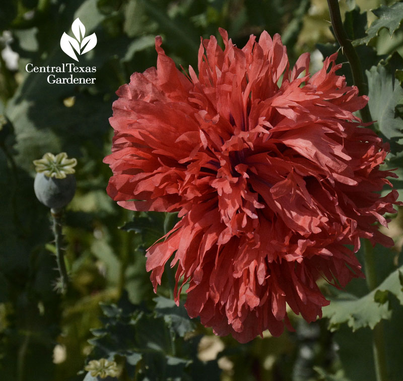 frilly poppy central texas gardener