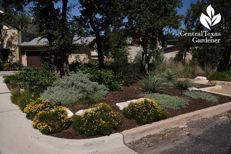 native plant groundcover front yard garden Central Texas Gardener 