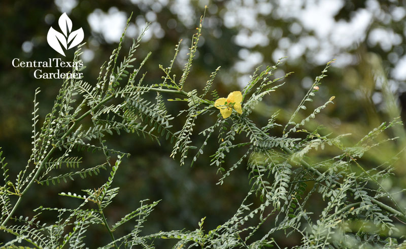 gfront yard makeover Central Texas Gardener 'Desert Museum' paloverde