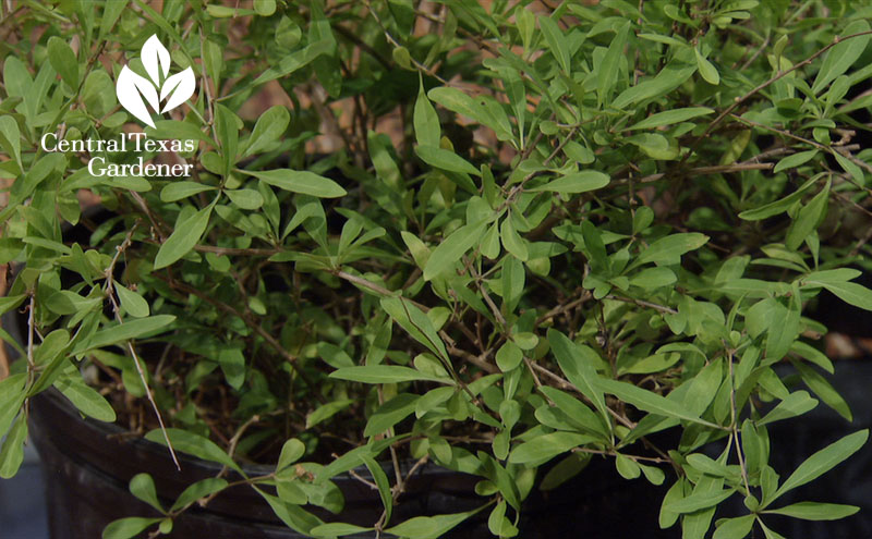 goji berry central texas gardener 