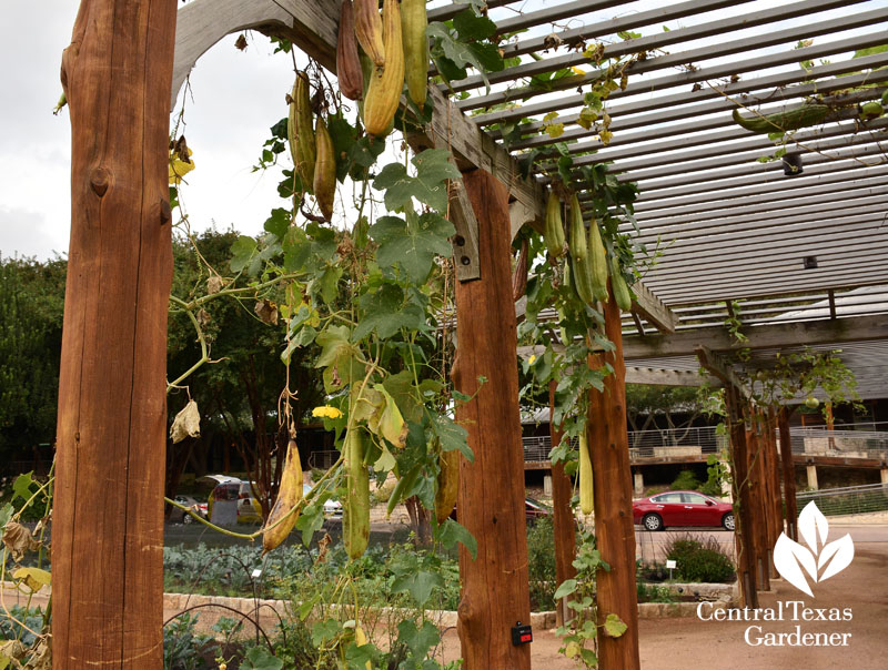 luffa gourds Central Texas Gardener