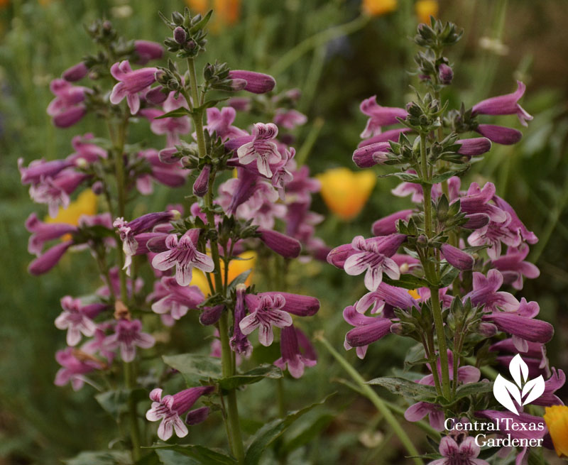 Hill Country penstemon Central Texas Gardener 