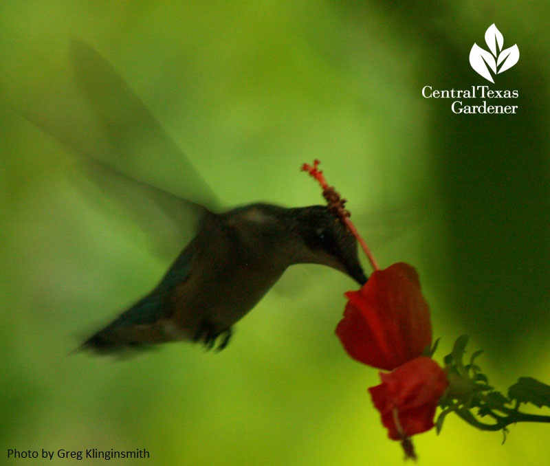 Hummingbird on Turks cap Central Texas Gardener