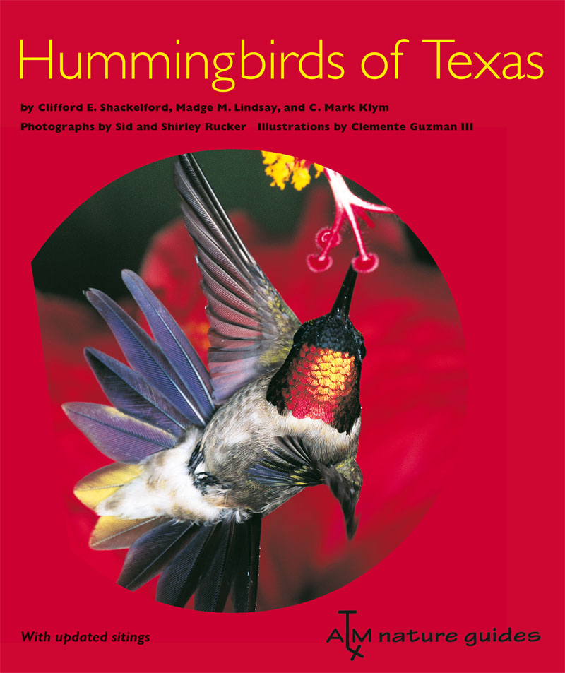 hummingbirds of texas 