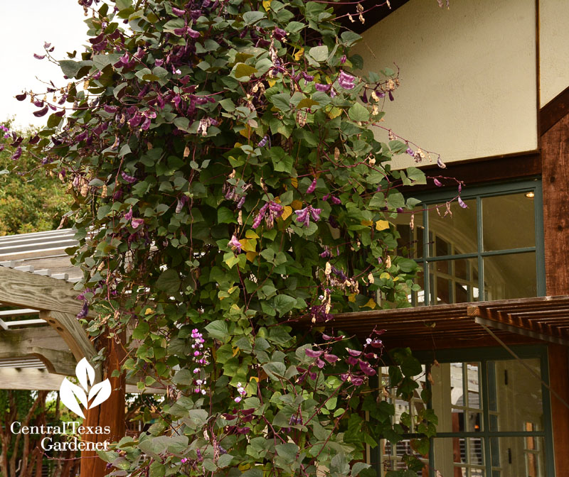 hyacinth bean vine at Lake Austin Spa Resort