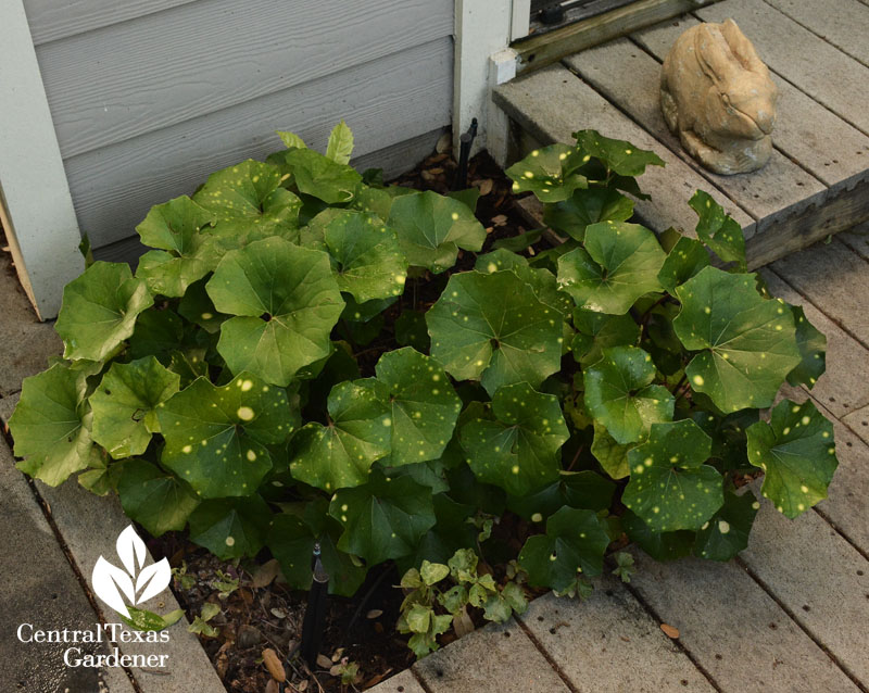 ligularia shady patio Central Texas Gardener 