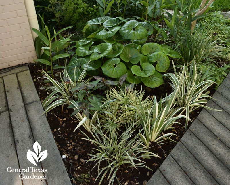 ligularia sparkler sedge shady garden ideas Central Texas Gardener 