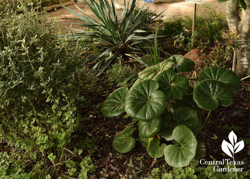 ligularia shady front garden Central Texas Gardener 