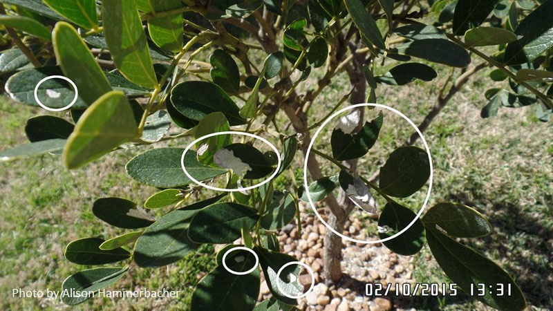 mountain laurel problem  central texas gardener