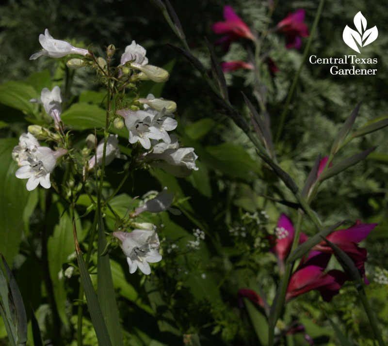 Penstemon cobaea and Byzantine gladiolus Central Texas Gardener 