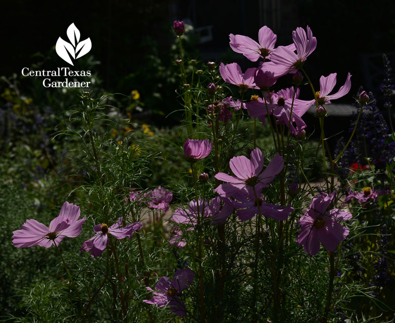 pink cosmos Central Texas Gardener