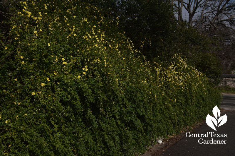 primrose jasmine central texas gardener