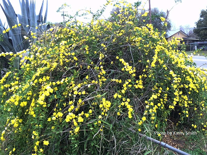 primrose jasmine with dead undergrowth Central Texas Gardener