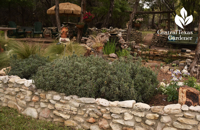 provence lavender in raised bed Central Texas Gardener 