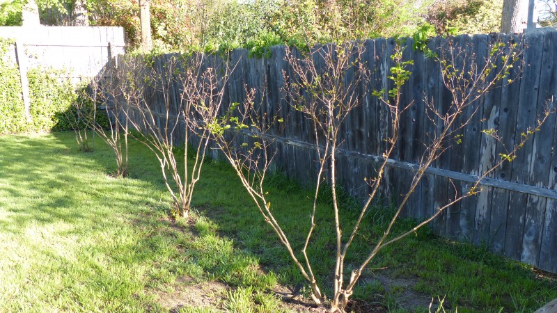 Prune crape myrtle David Slevin 