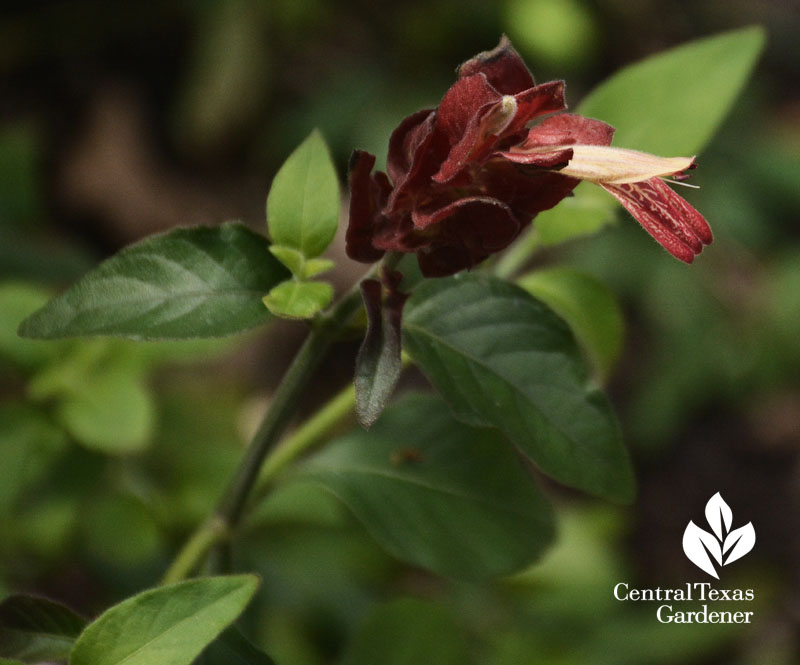 Rainbow shrimp plant bract central texas gardener