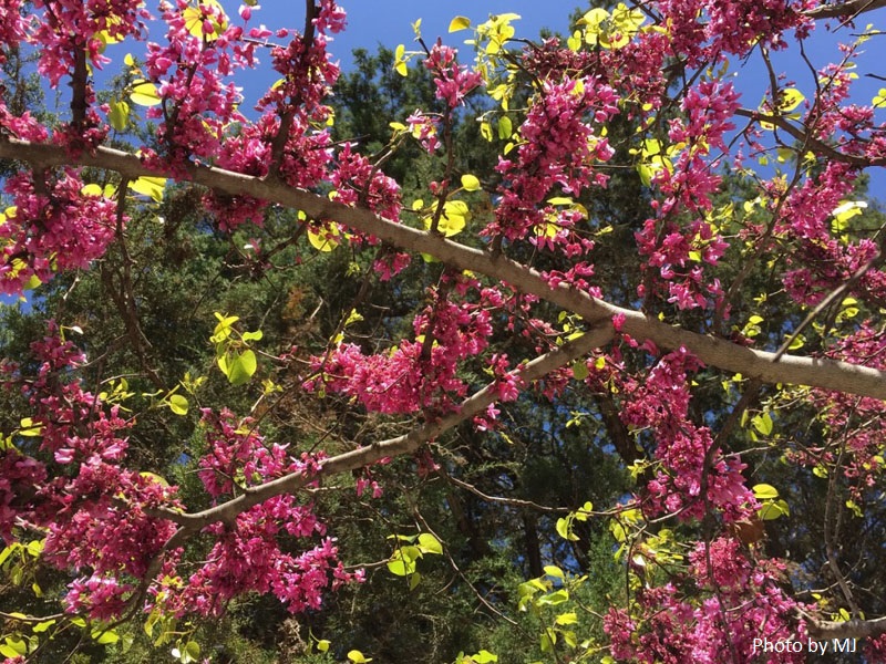 redbud tree in bloom Central Texas Gardener title