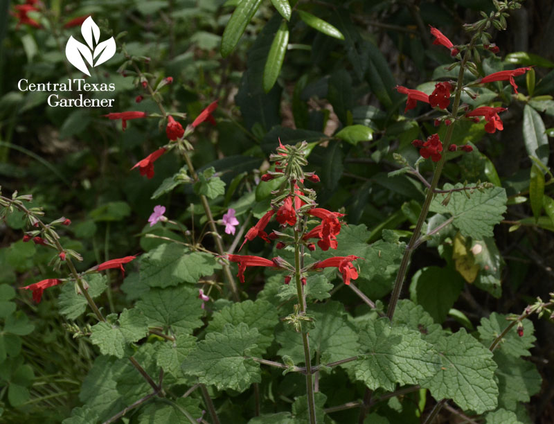 salvia roemeriana central texas gardener 