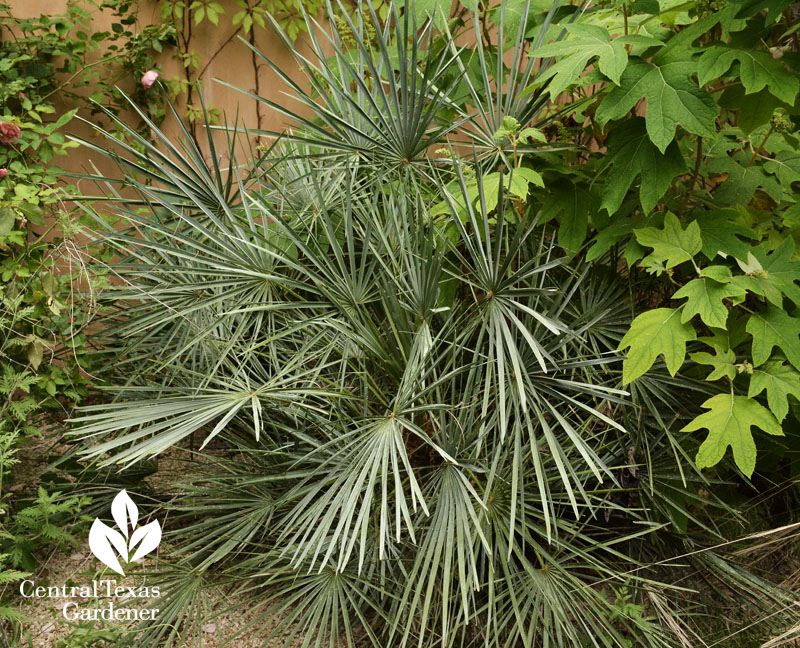 silver mediterranean fan Central Texas Gardener