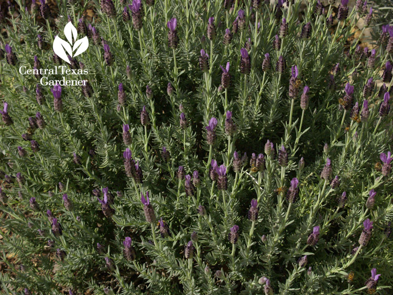 Spanish lavender Central Texas Gardener