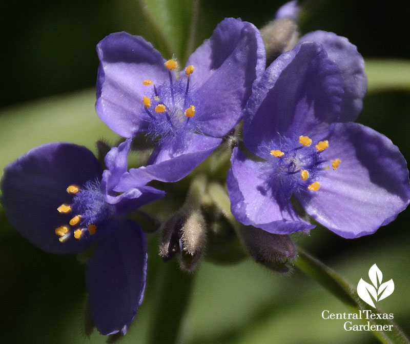 spiderwort Tradescantia gigantea Central Texas Gardener