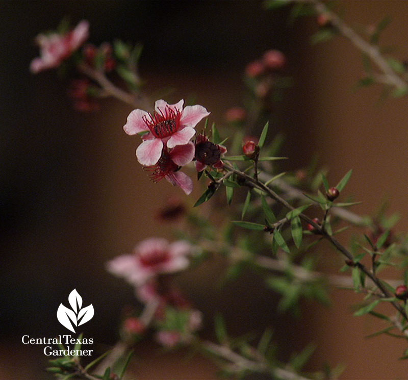 tea tree for bees Central Texas Gardener