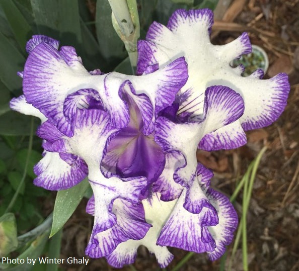 winter ghaly bearded iris Central Texas Gardener