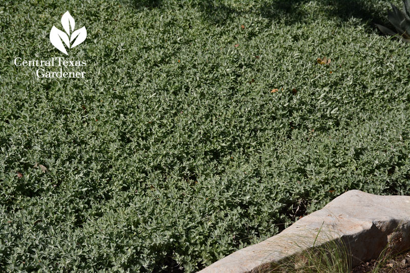 woolly stemodia groundcover drought Central Texas Gardener