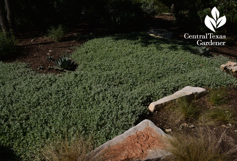 Woolly stemodia drought groundcover replace grass