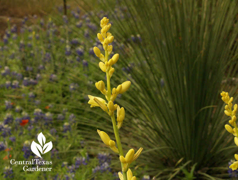 Hesperaloe parviflora 'Yellow' with bluebonnets and nolina