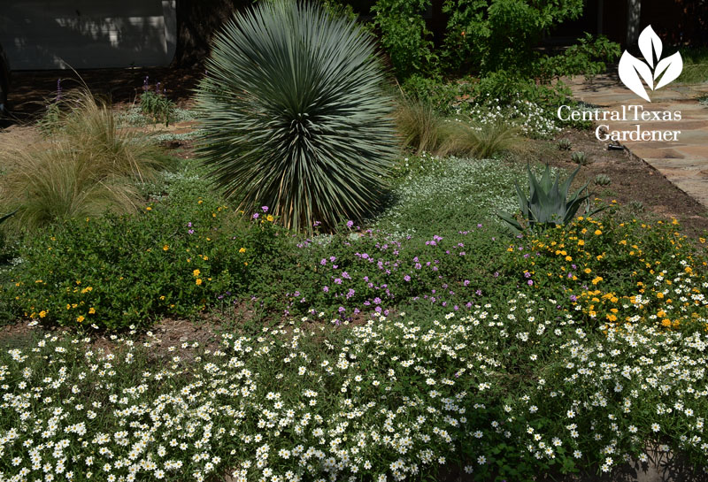 yucca rostrada blackfoot daisy silver ponyfoot Central Texas Gardener 