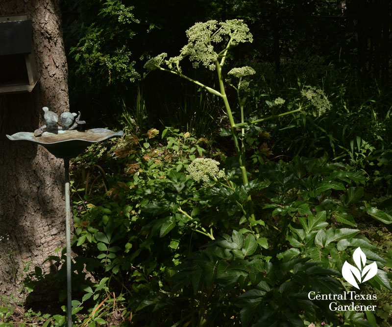 Angelica pachycarpa Central Texas Gardener