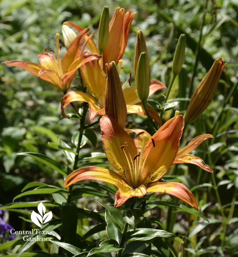 Asiatic lily 'Linda' Central Texas Gardener