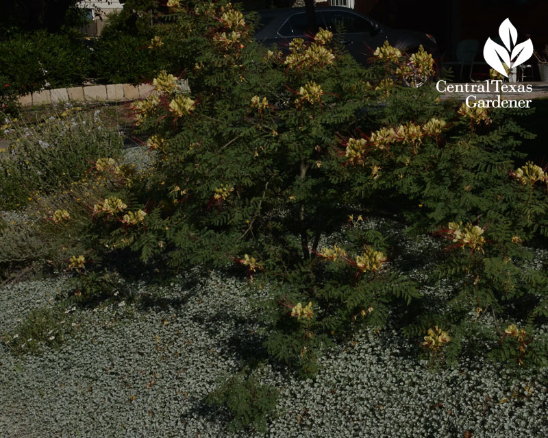 Caesalpinia gillesii and silver ponyfoot groundcover Central Texas Gardener