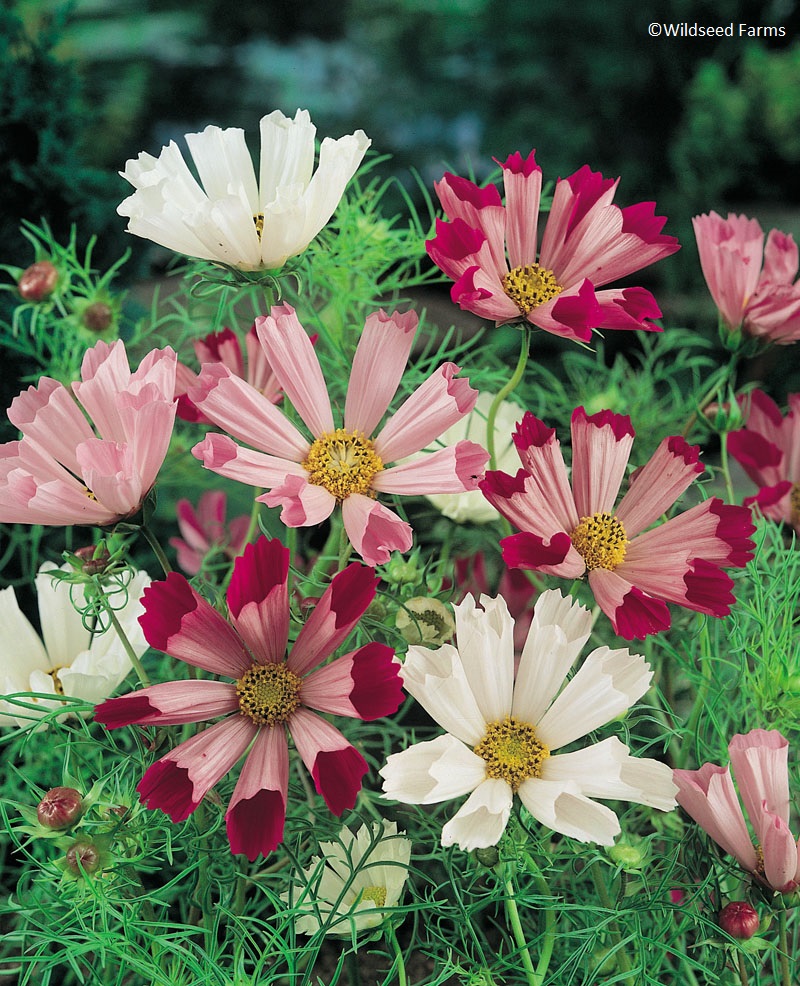 Cosmos 'Sea Shells' Wildseed Farms 