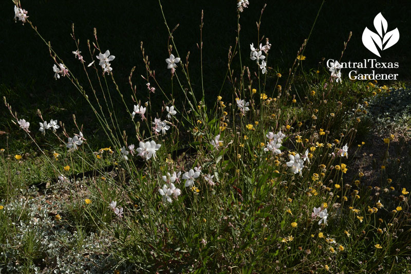 Gaura lindheimeri  Central Texas Gardener