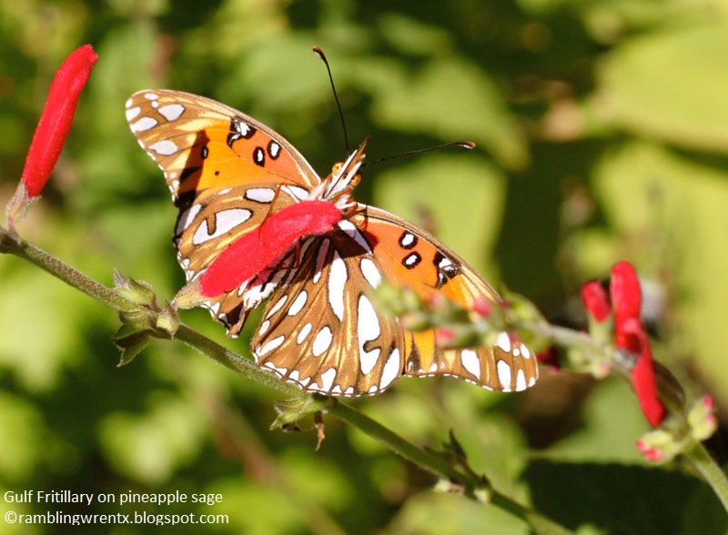 Gulf Fritillary butterfly on pineapple sage Rambling Wren