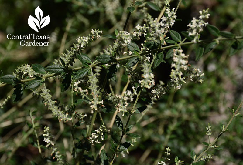 Native Aloysia gratissima Central Texas Gardener