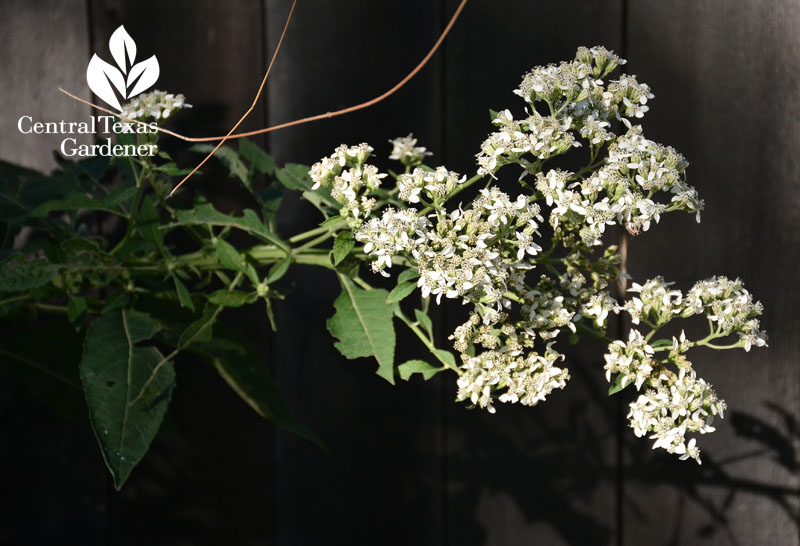 Native frostweed flower Central Texas Gardener