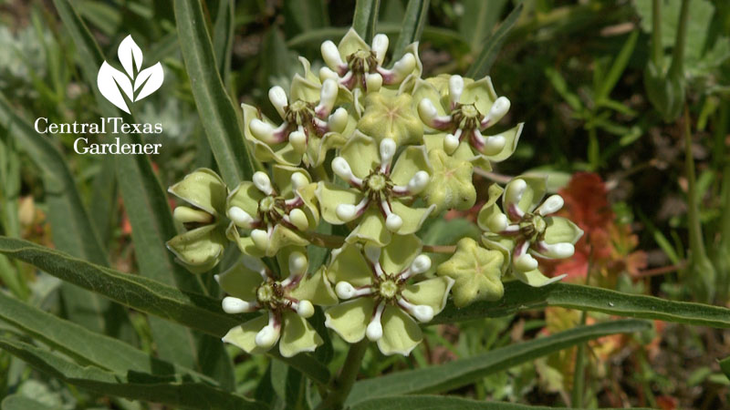 Native milkweed antelopehorns Central Texas Gardener