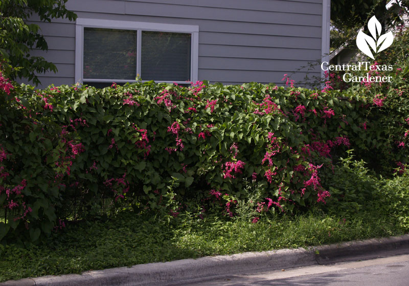 Queen's Wreath vine on chain link fence Central Texas Gardener