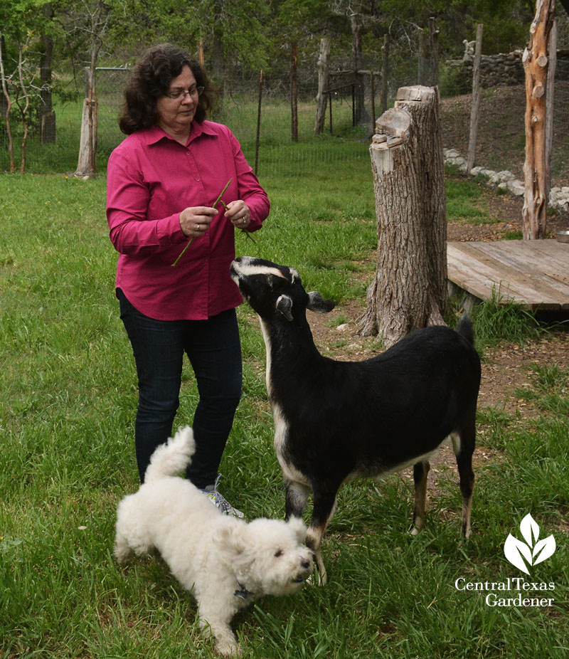 goat and best friend dog Liberty Hill Central Texas Gardener