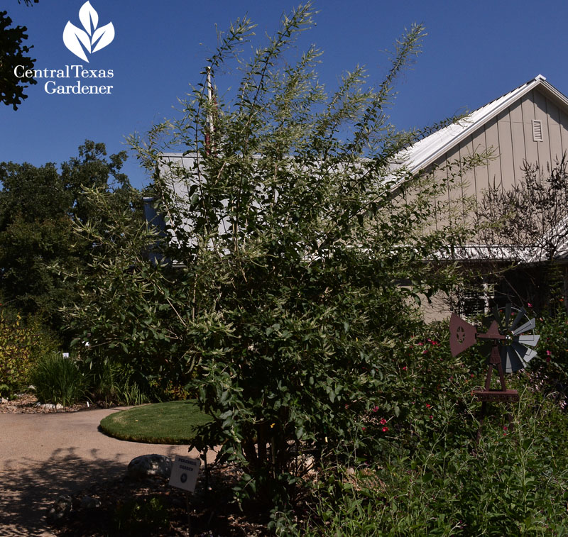 almond verbena Central Texas Gardener