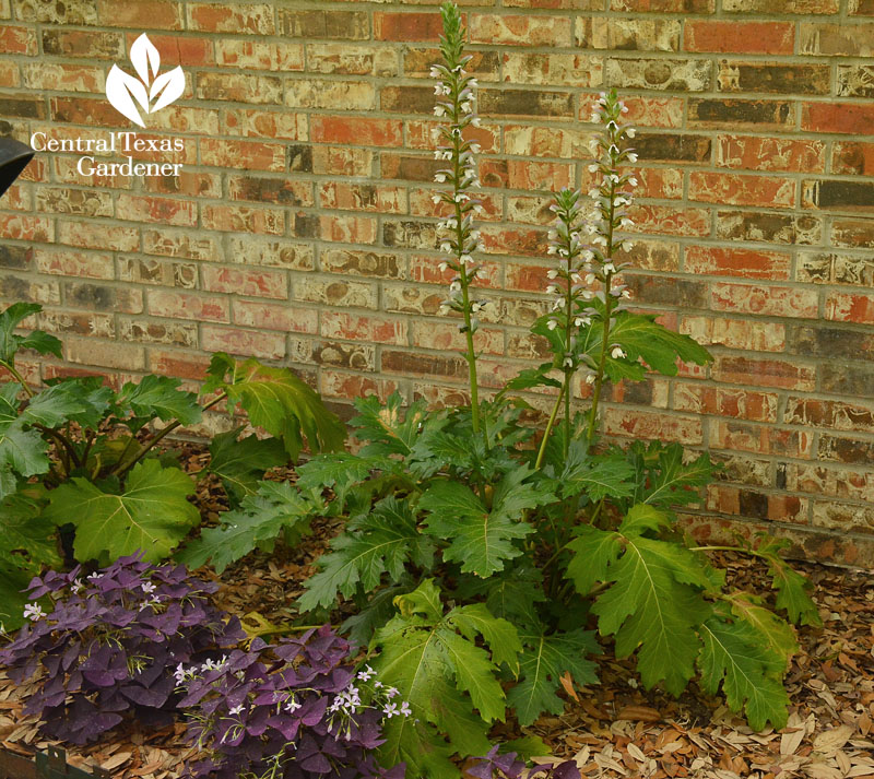 bear's breeches and purple oxalis for shade Central Texas Gardener