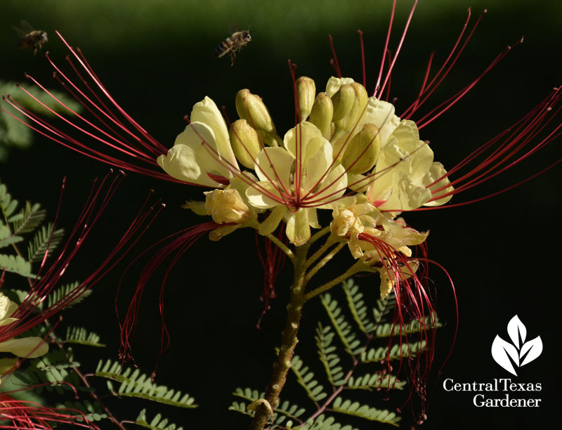 bee  on Caesalpinia gillesii Central Texas Gardener