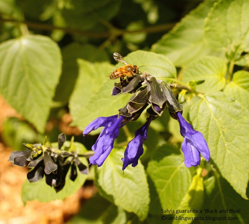 bee on salvia guaranitica Black and Blue Rambling Wren 