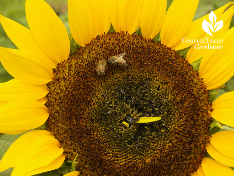 Bees on sunflower Central Texas Gardener 