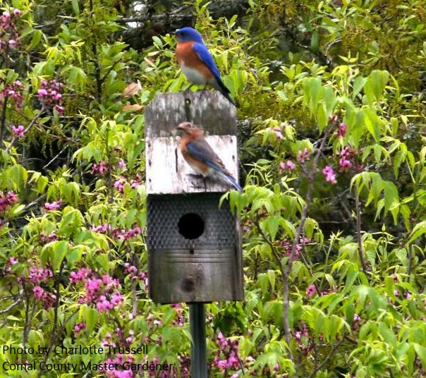 bluebirds nesting near Mexican buckye central texas gardener